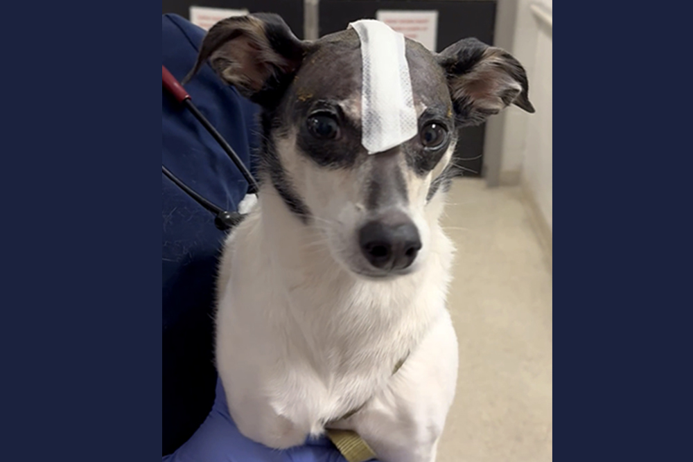 A dog with a bandage on their head.