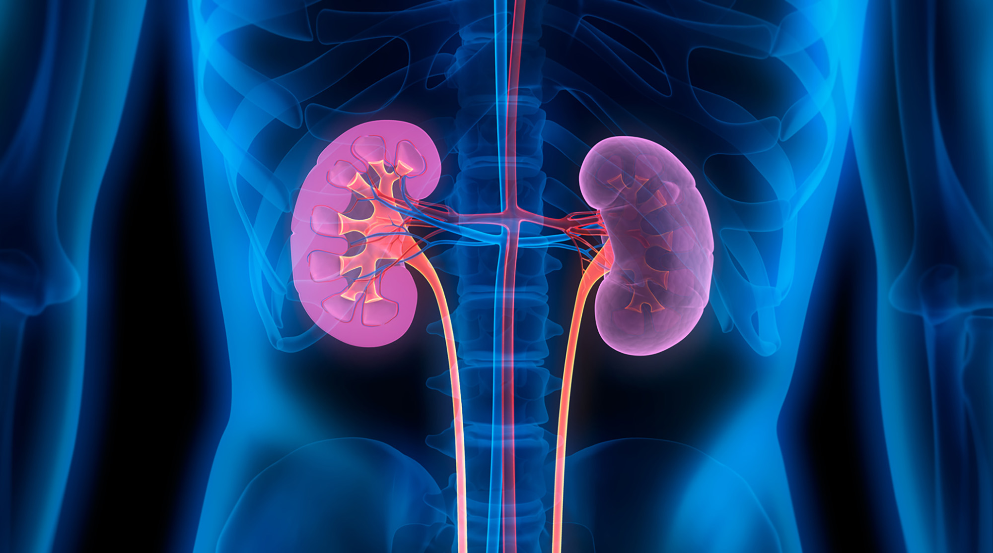 illustration of translucent human lower abdomen with illuminated kidneys.