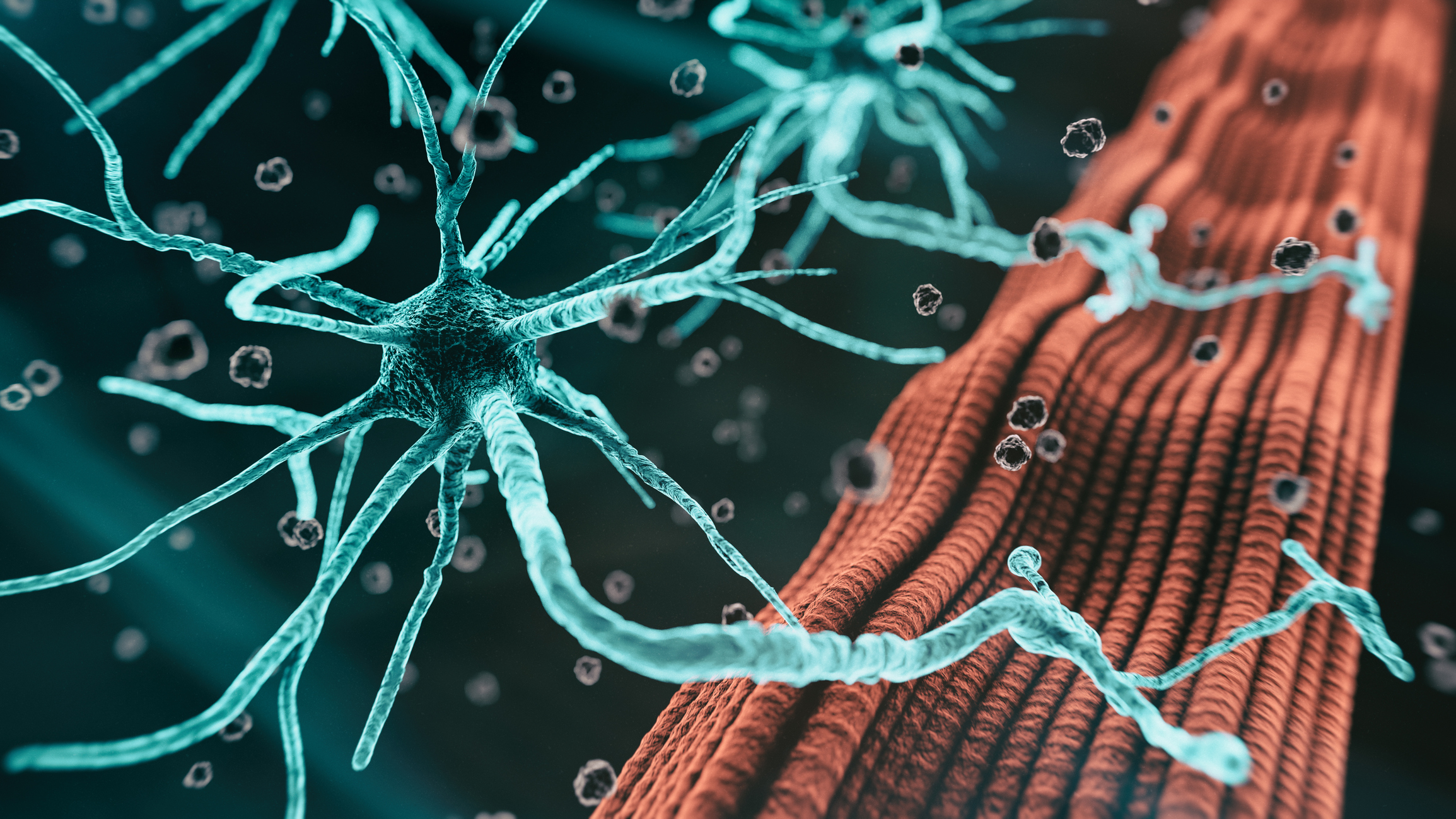 A microscopic rendering of a neuromuscular junction.