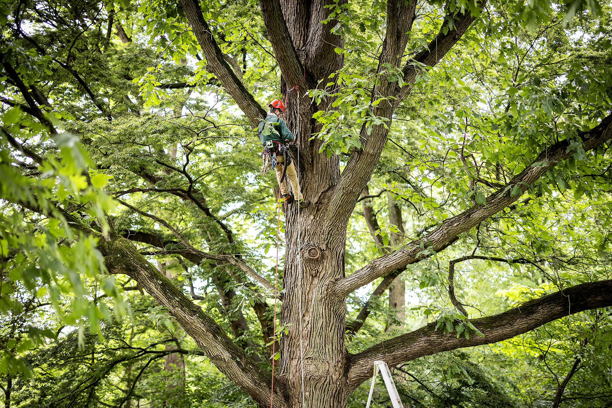 Peter Fixler climbs to the middle of a tree at the Morris Arboretum.
