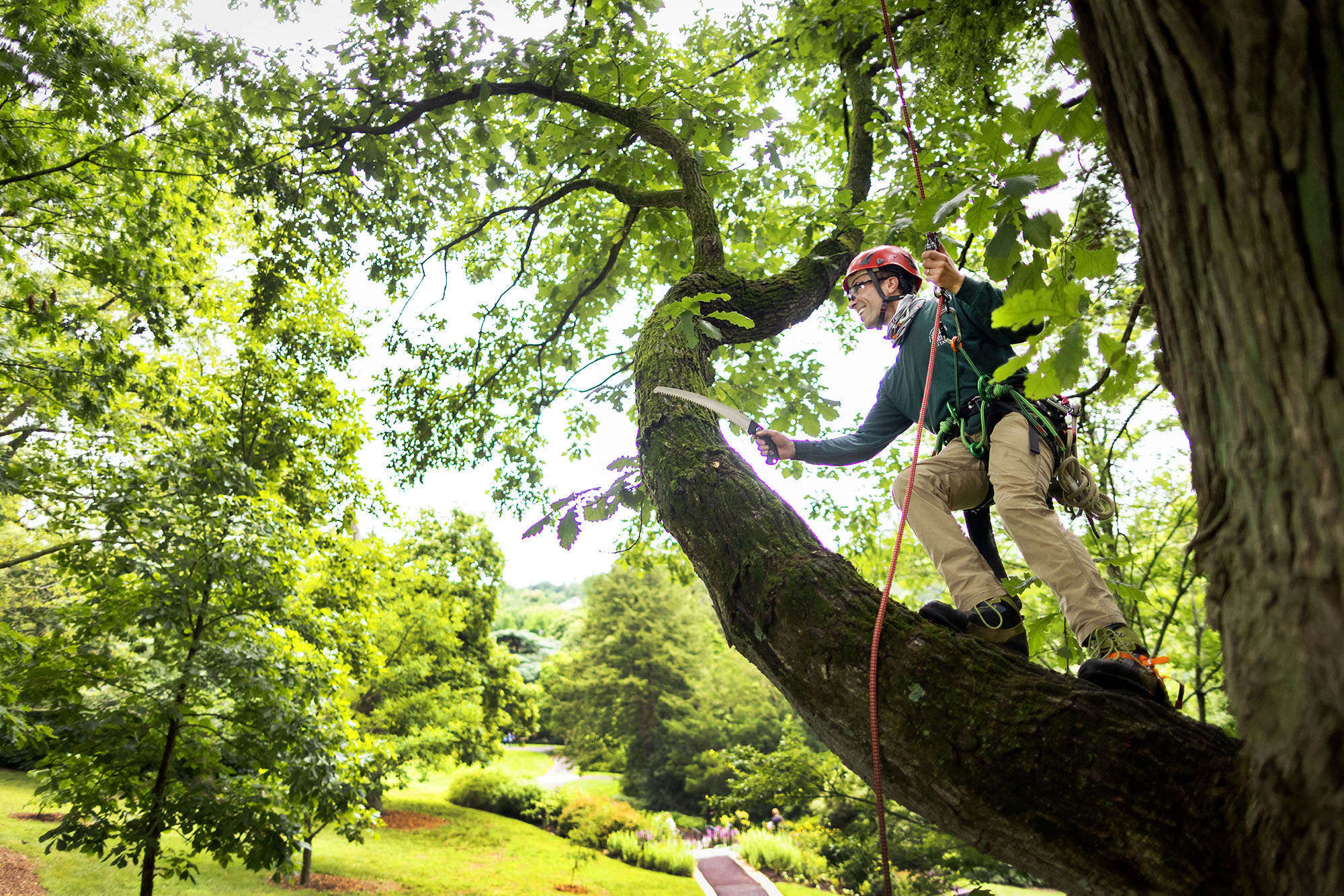 Peter Fixler cuts off a tree branch at the Morris Arboretum.