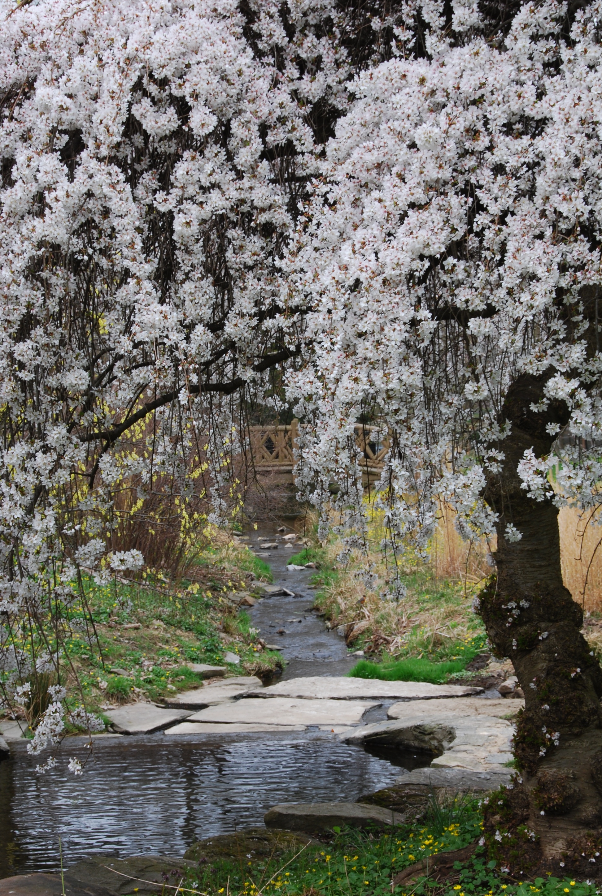 Penns Morris Arboretum Celebrates Japanese Cherry Blossom Festival 