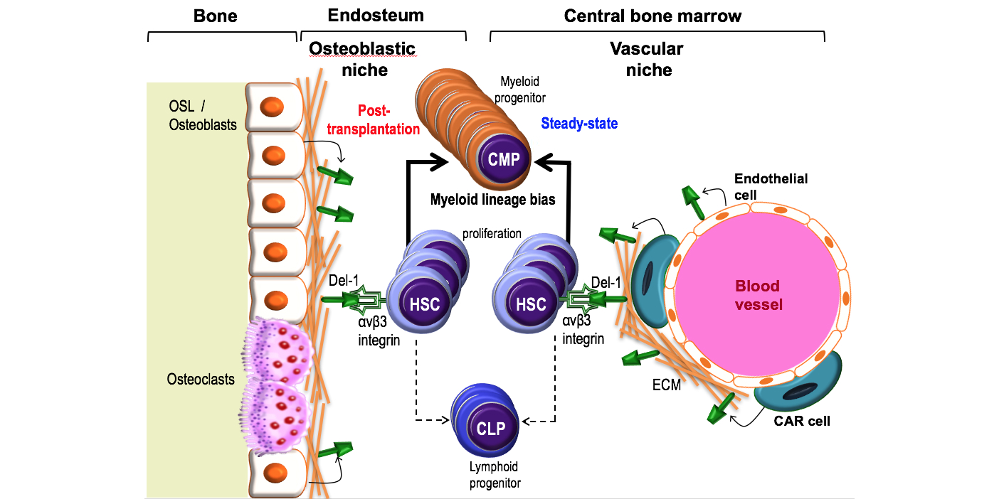 Bone Marrow Protein May Be Target for Improving Stem Cell Transplants |  Penn Today