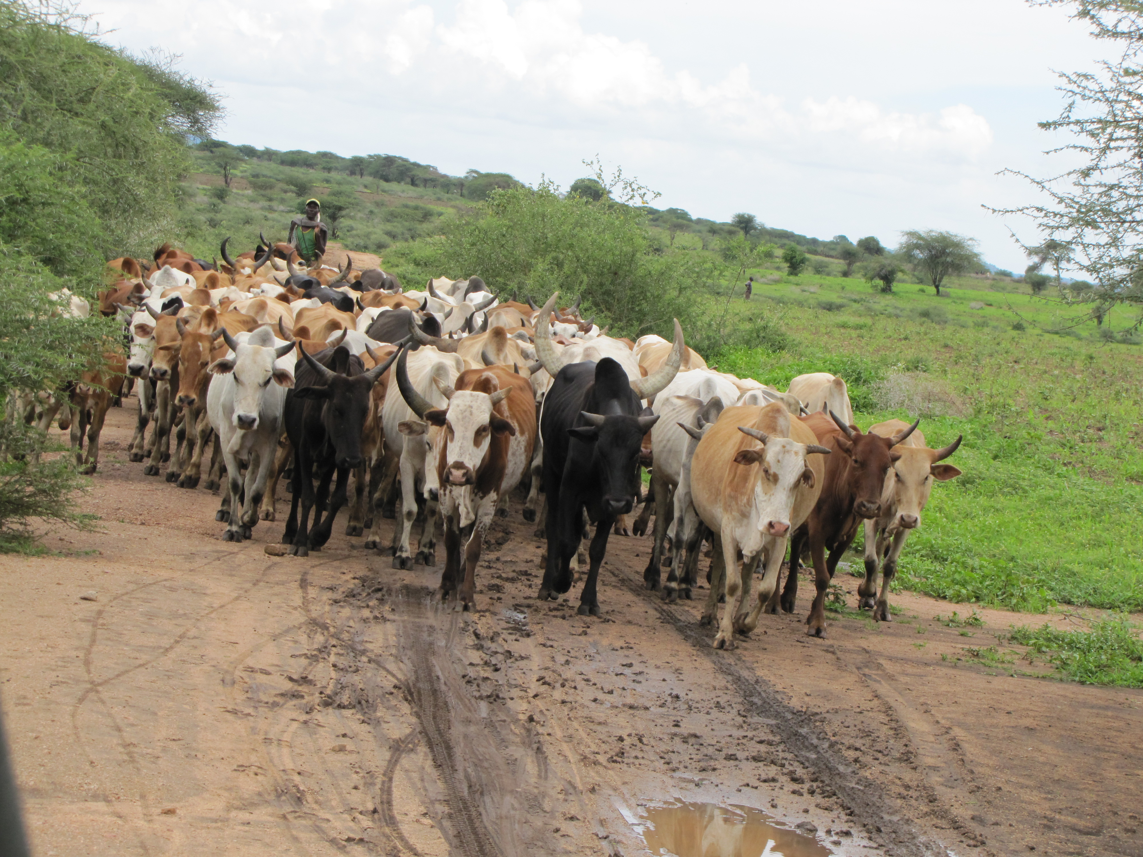 penn-team-links-africans-ability-to-digest-milk-to-spread-of-cattle