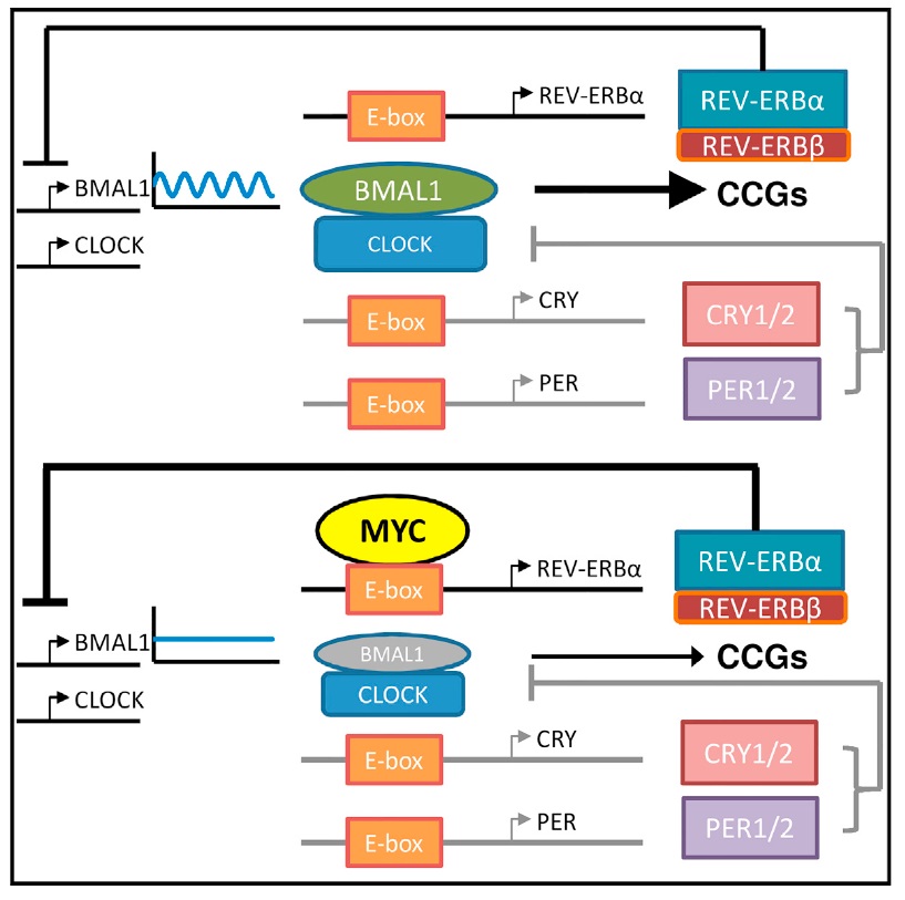 Cancer Doesn't Sleep: The Myc Oncogene Disrupts Circadian Rhythm and ...