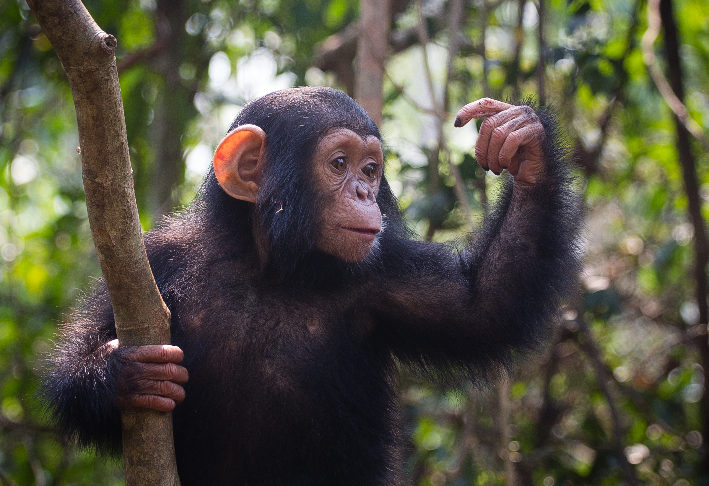chimpanzee apes species human evolution humans female parasite genomes reveal malaria el read minds according medicine perelman projetogap br