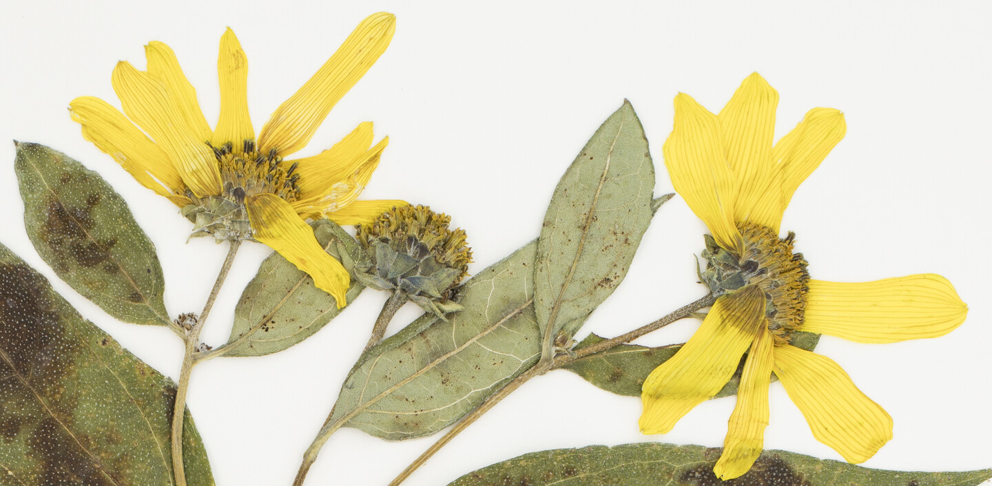 Skema megalopolis yellow flower