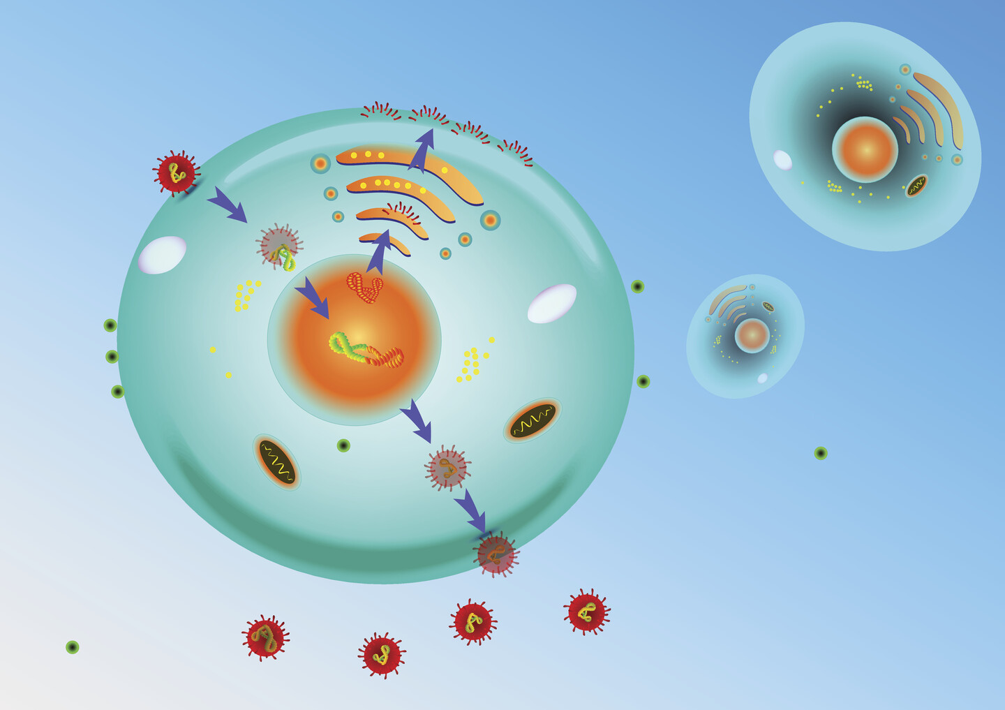 flu_replication