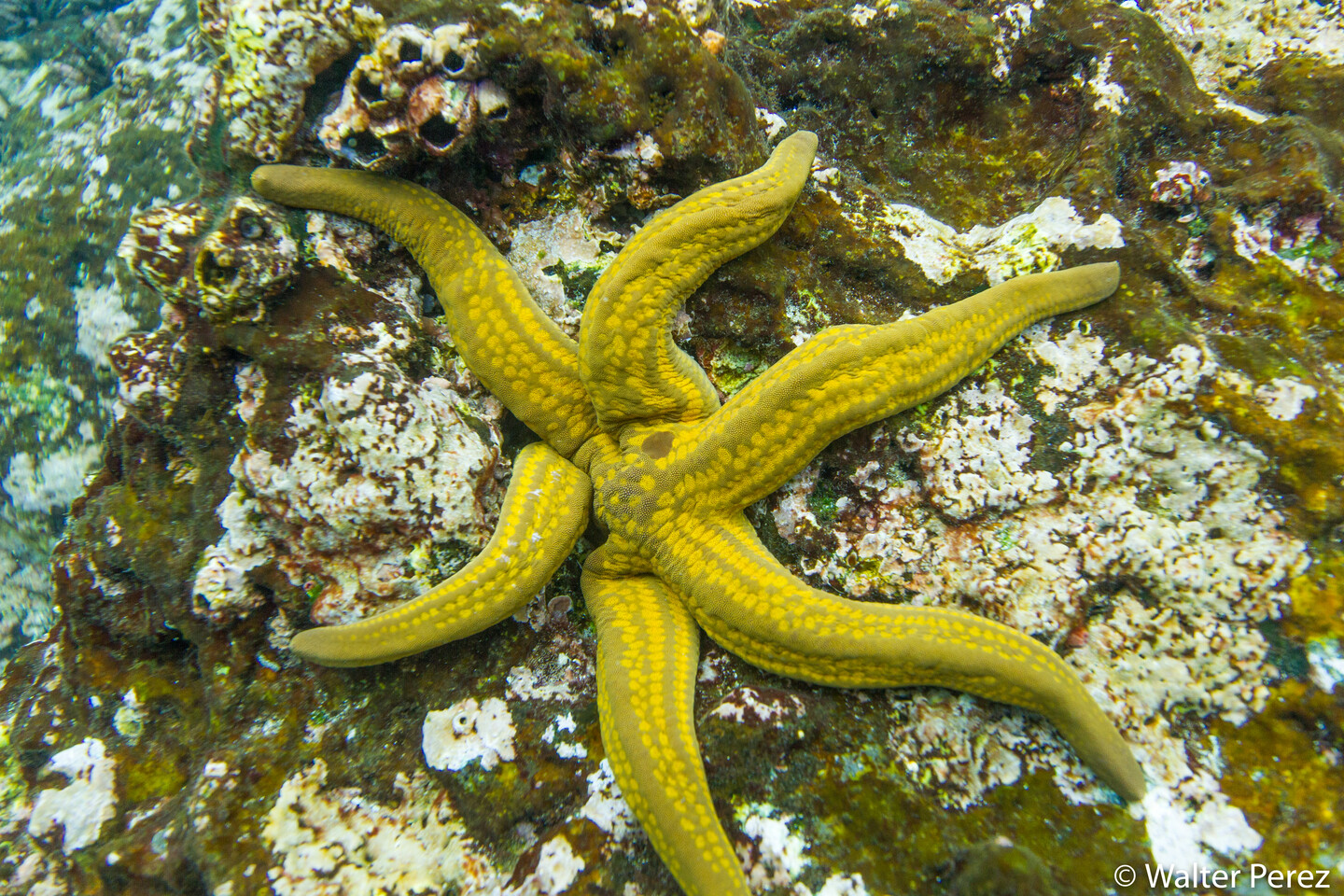A Pyramid Sea Star near Champion Island, Galápagos (©Walter Perez)