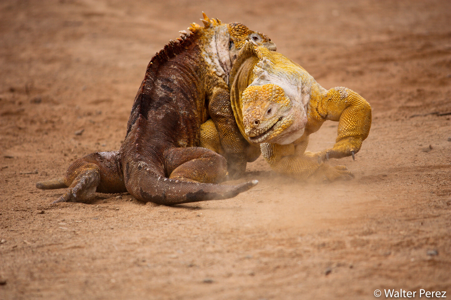 Galápagos Land Iguanas (©Walter Perez)