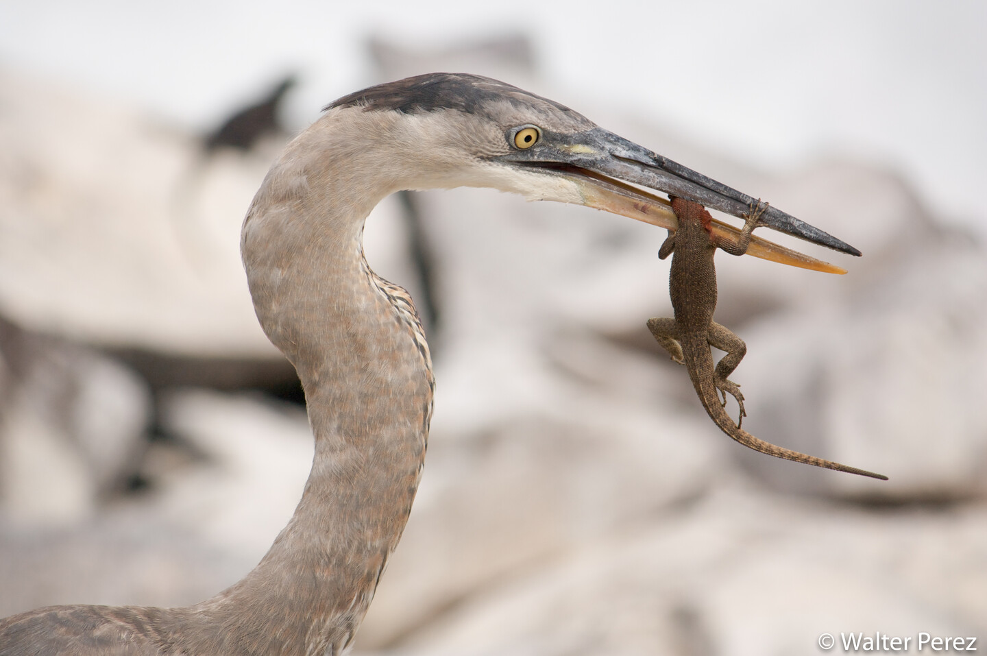 A Great Blue Heron and an Española Lava Lizard, Galápagos (©Walter Perez)