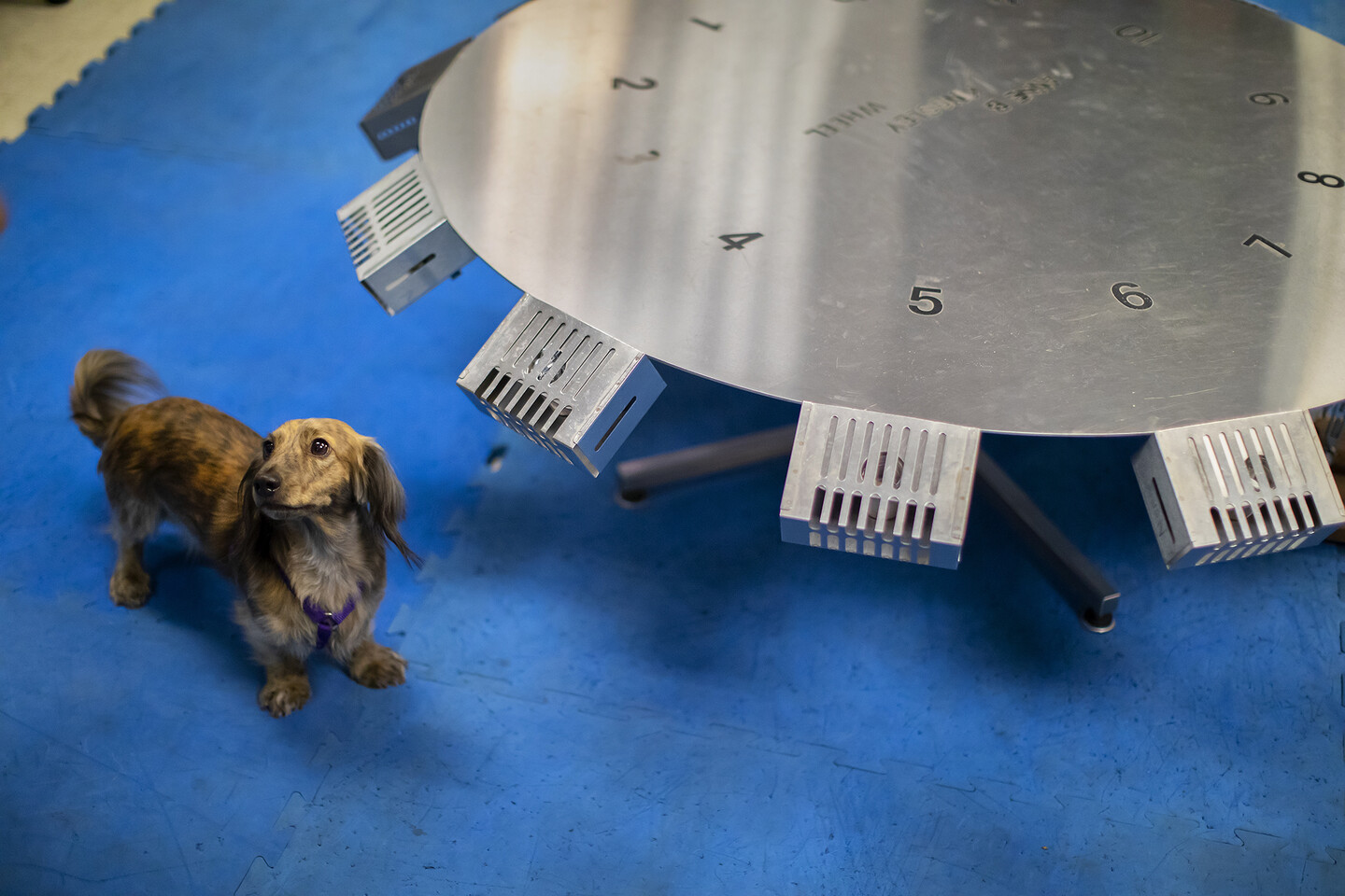 Boltz, a dachsund, looks up from a metal scent wheel 