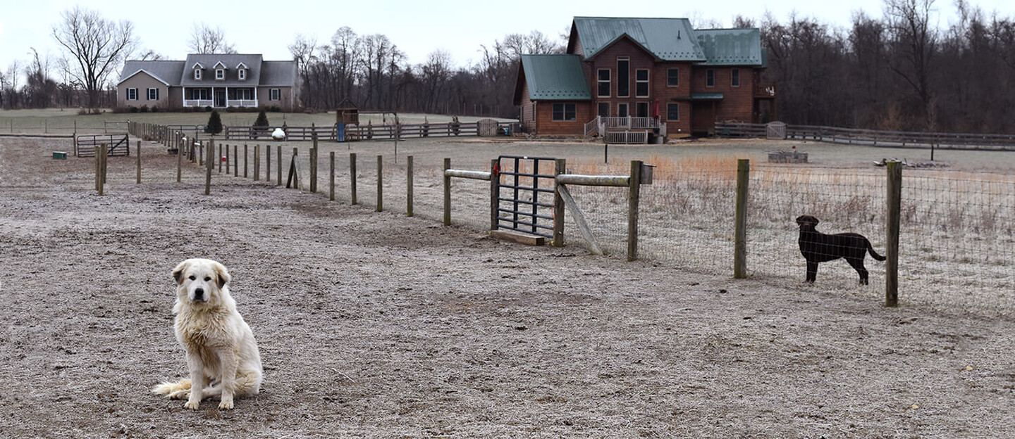 Goliath the dog on a farm with his canine buddy behind a fence with two farmhouses in the background