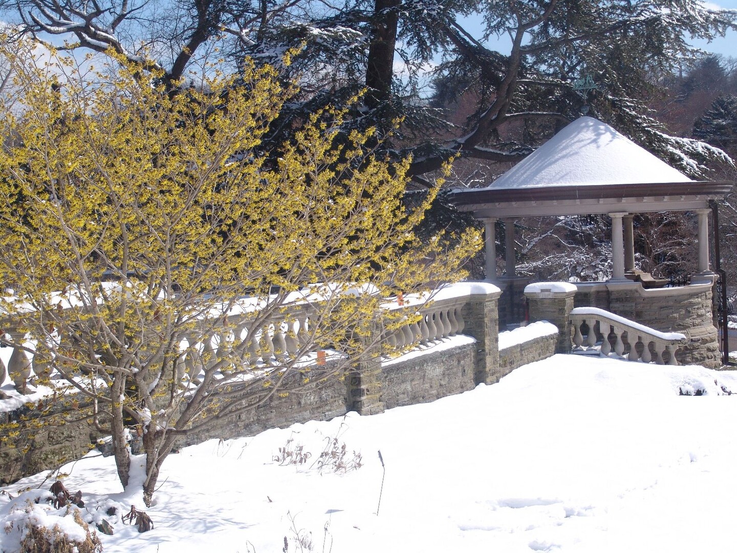 Gold witchhazel flowers and gazebo