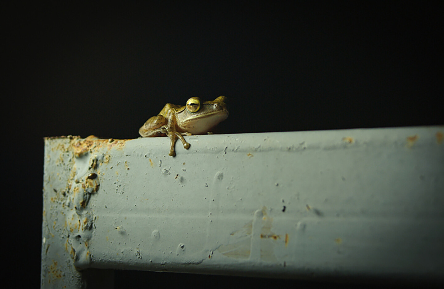 A frog resting on a rusting surface