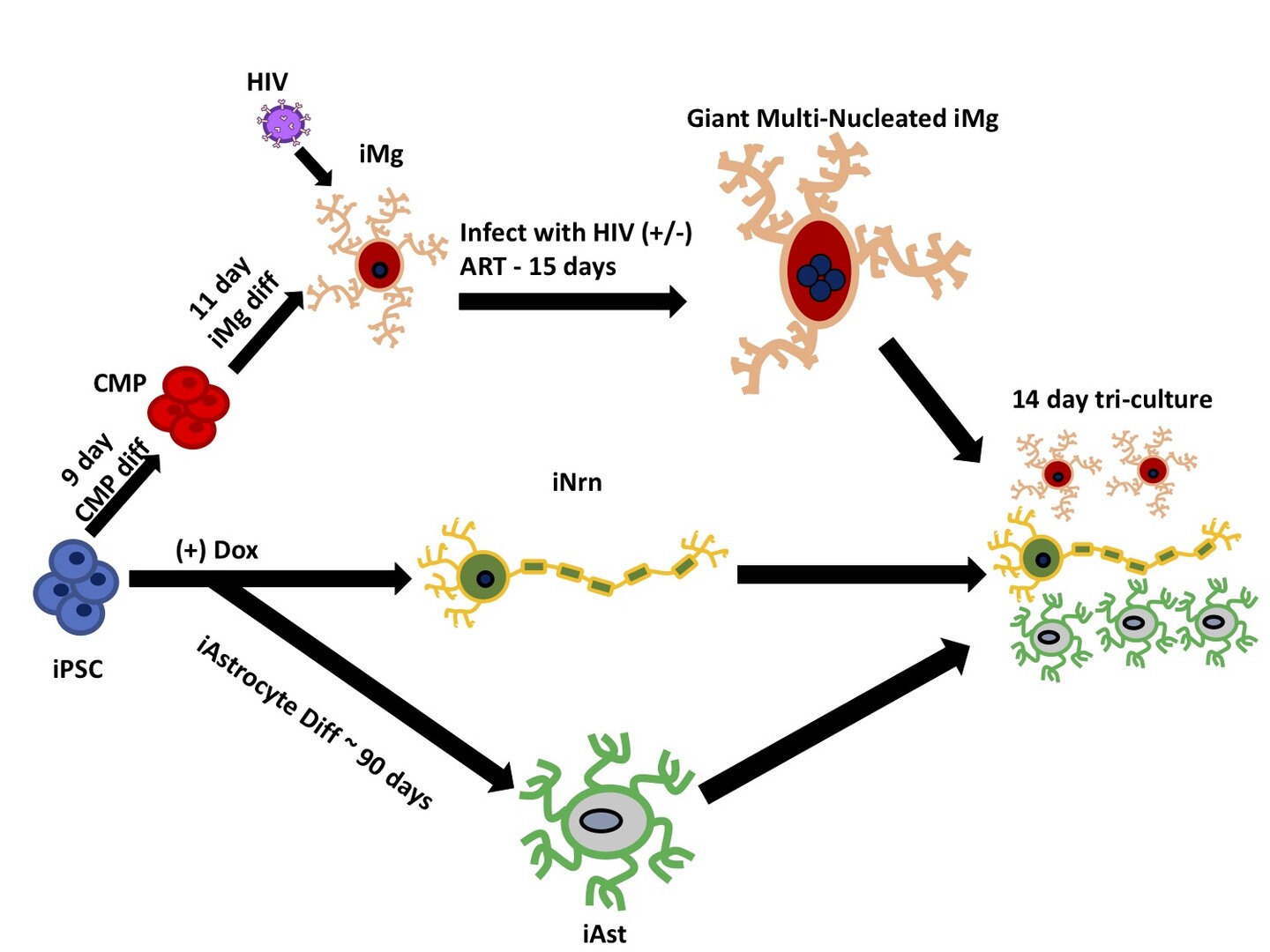 A schematic shows how three brain cell types are cultured together to study HIV