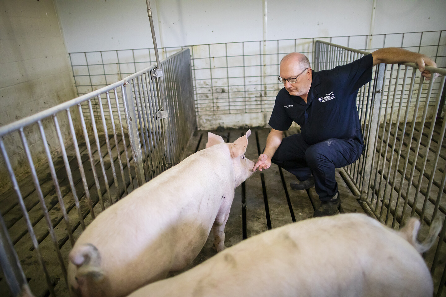 penn vet gary althouse in the swine barn