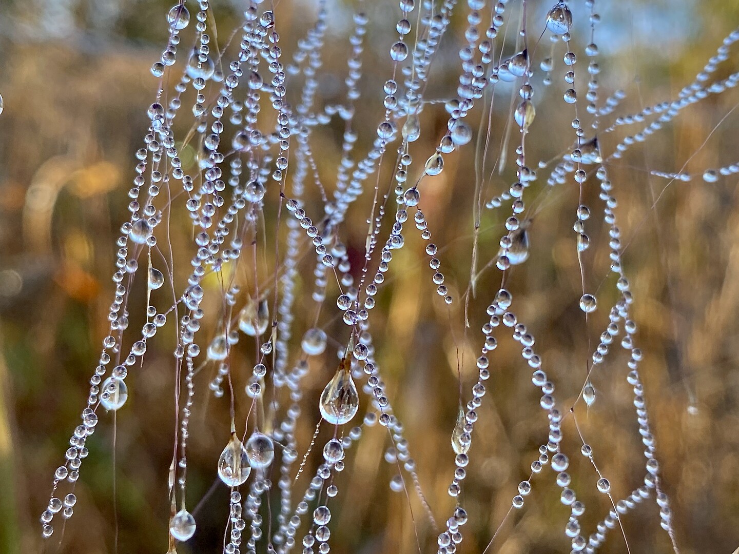 Ferns with large drops of dew clinging to them, with green and yellow shapes blurry in the background.