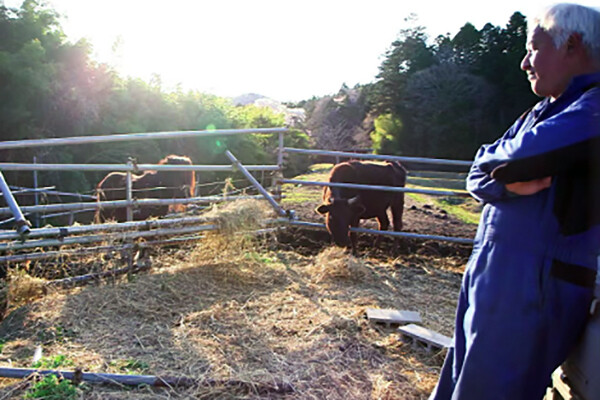 Man looks at pony and cow eating hay with trees and hills in the background