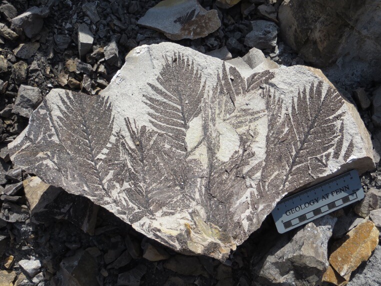 Fossil plants with a ruler that says Geology at Penn