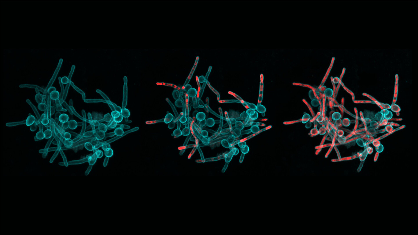 Three images of circles and squiggles representing microbes and fungi