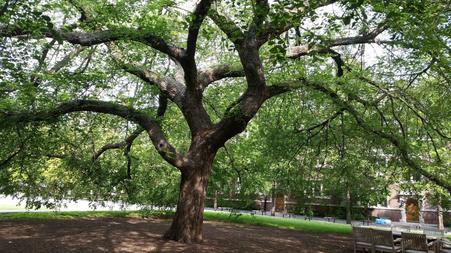 A large tree with stately branches