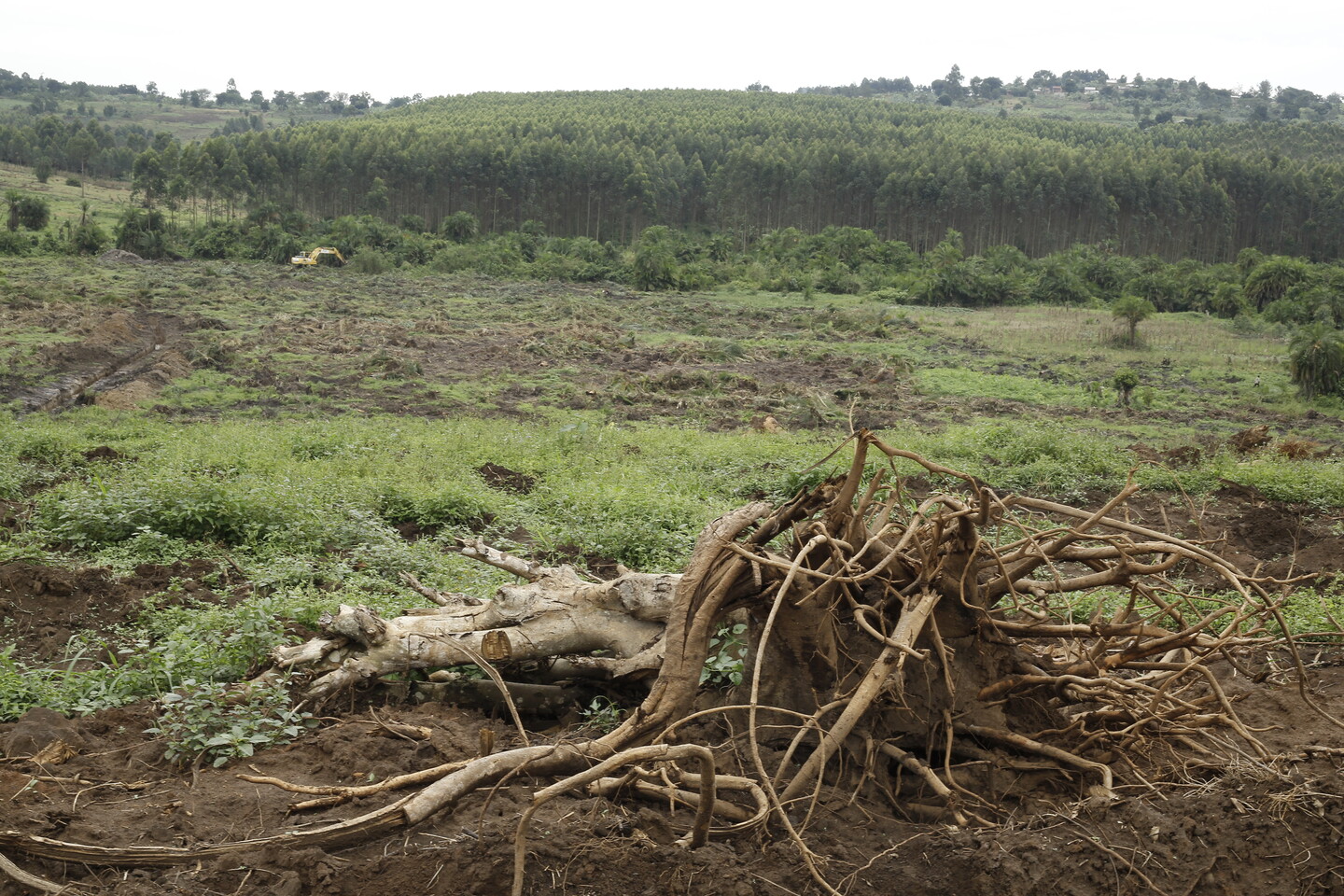 A cut-down tree stands in front of a sprawling eucalyptus plantation. 