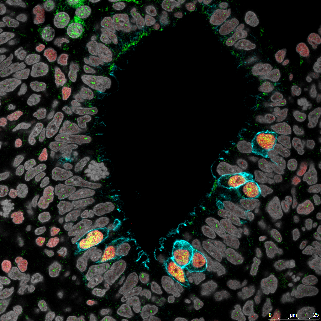 Microscopic image of a primate embryo with certain cells labeled with colorful fluorescent markers