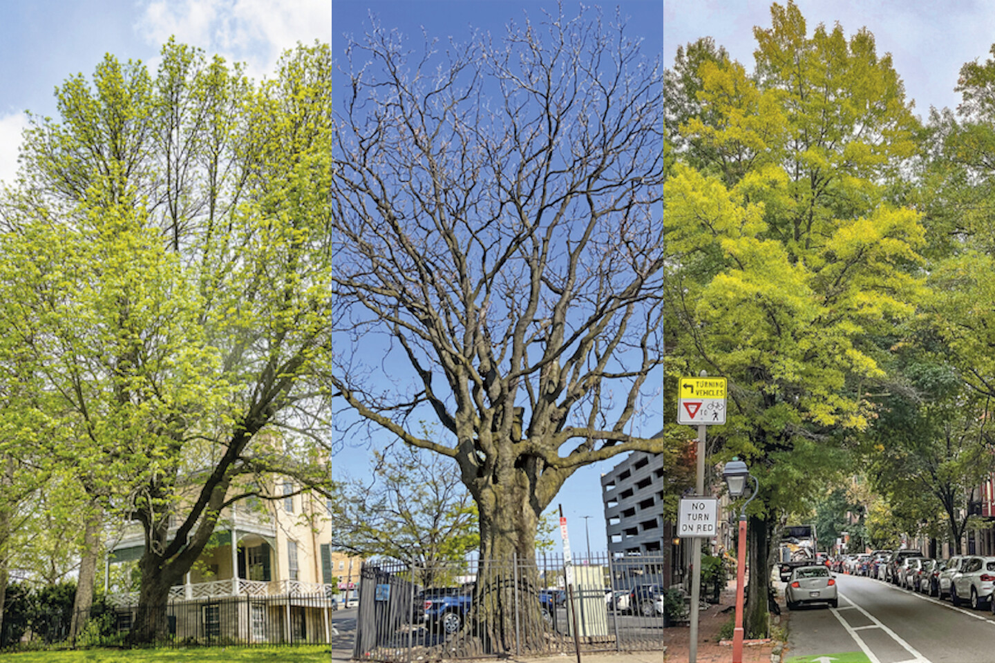 Three side-by-side shots of trees, two in spring and one in winter