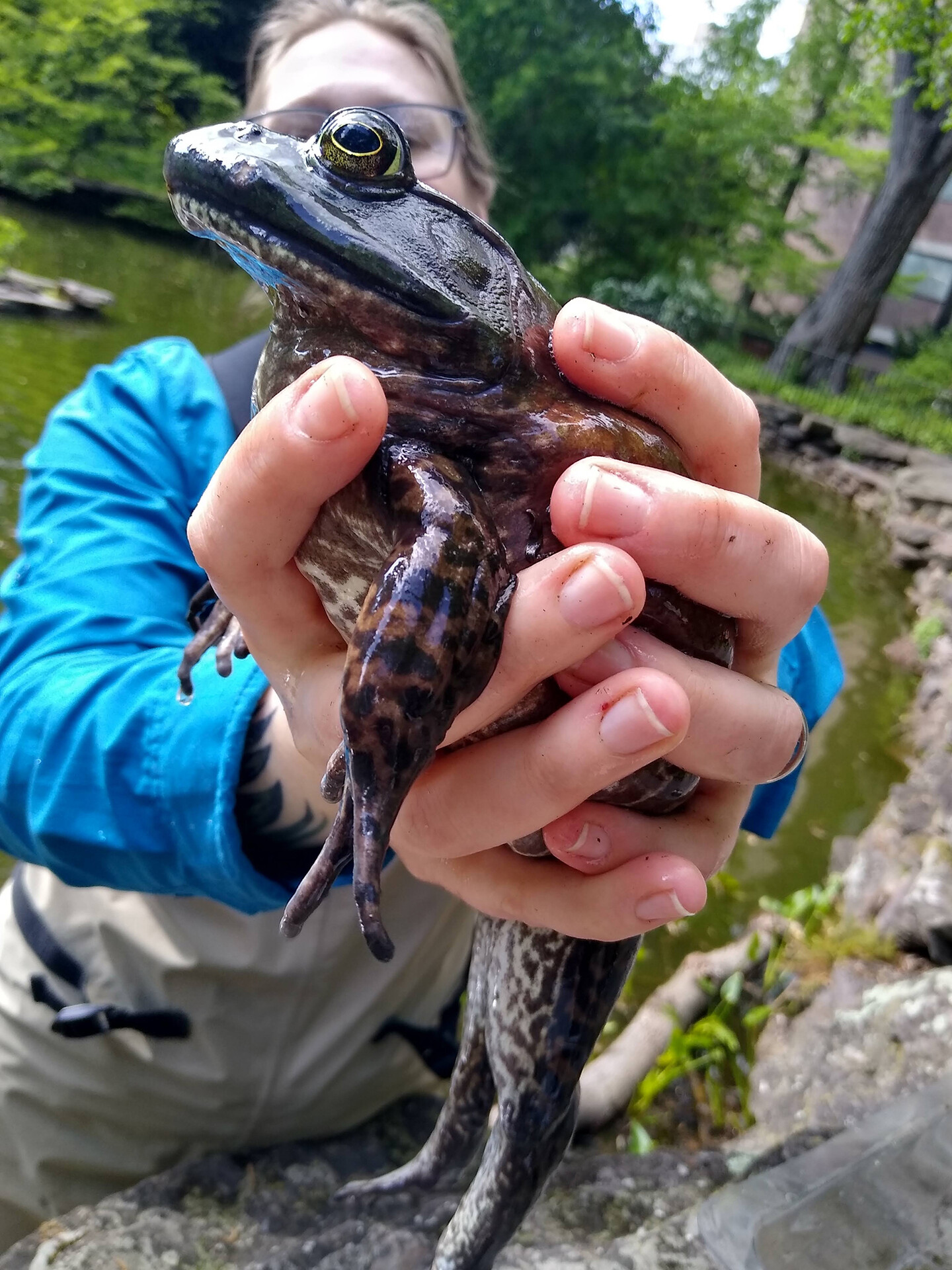 holding a bullfrog during kasky BioPond bioblitz