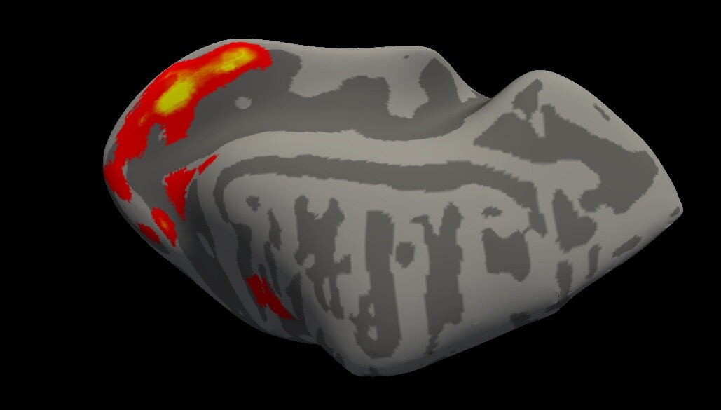 Illustration of dog brain.