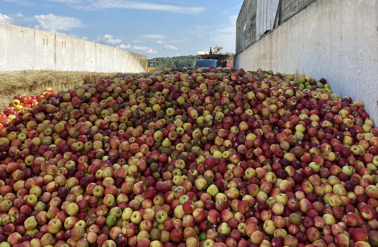 A large pile of apples on a farm.