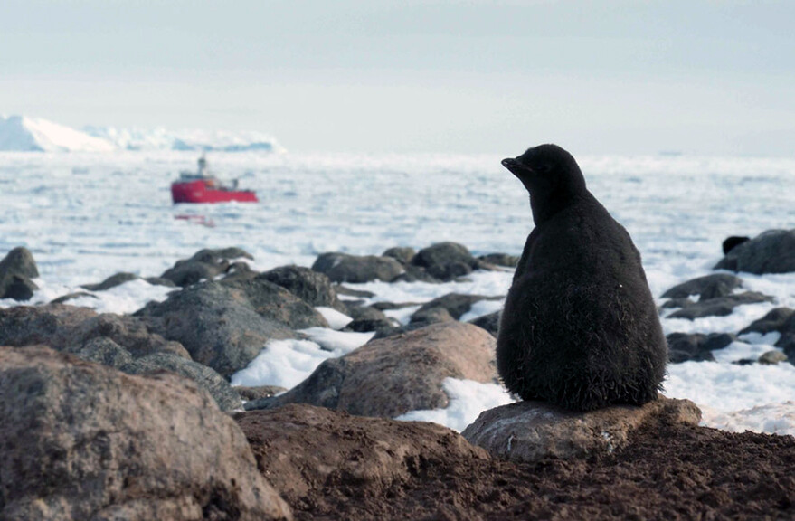 An Antarctic penguin watching a ship at sea.
