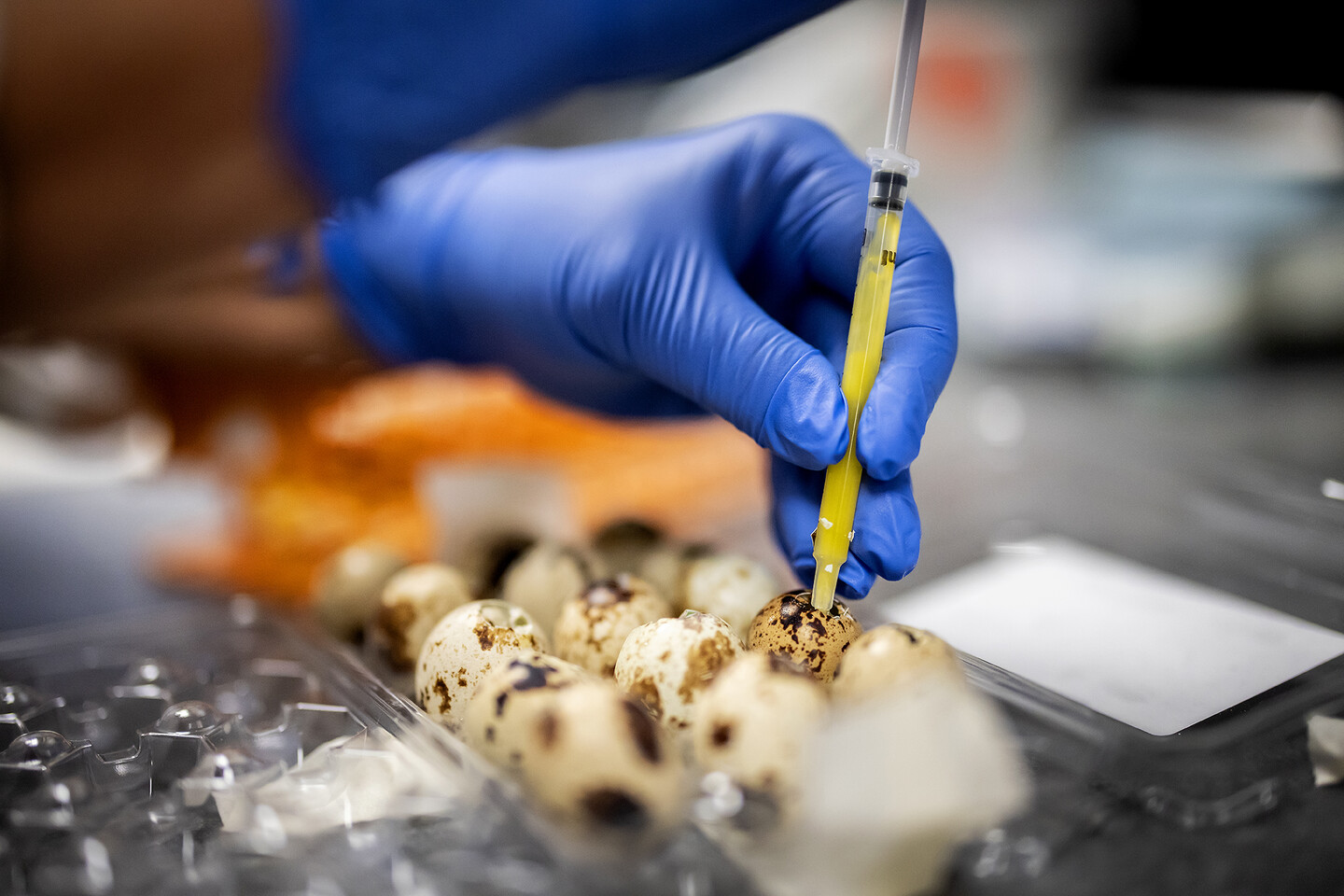 A hand with a latex glove taking a sample from within a small egg.