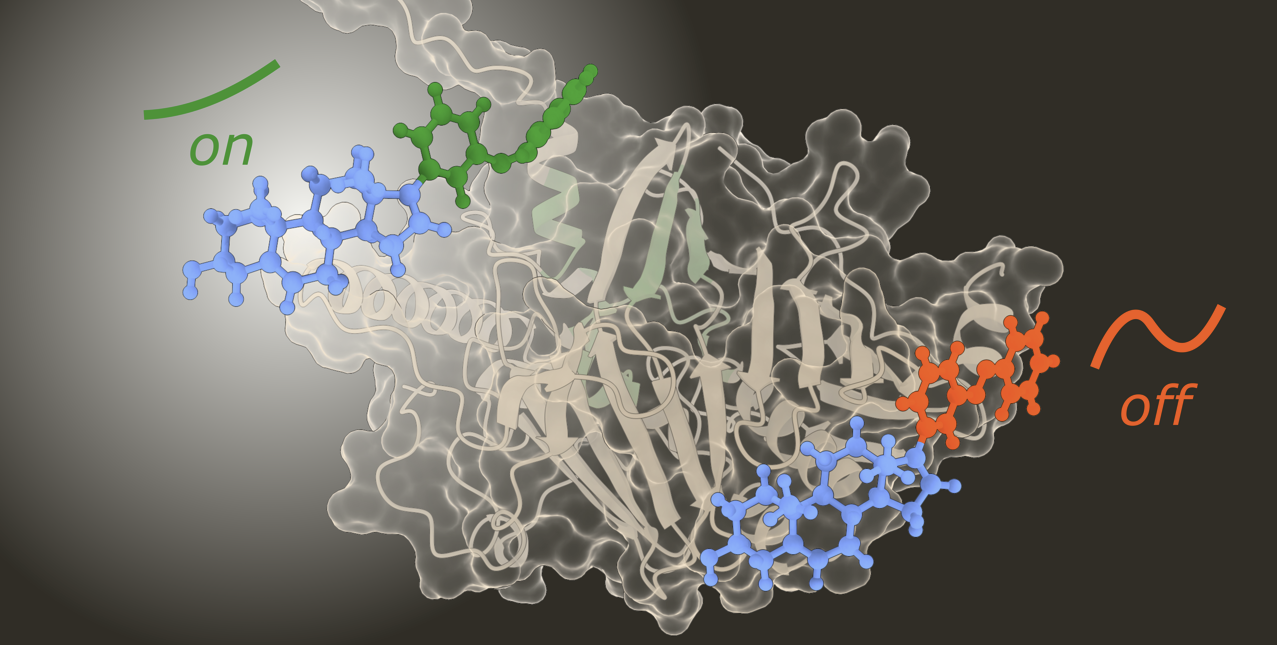 Artist rendering of a photoswitchable cholesterol lookalike.