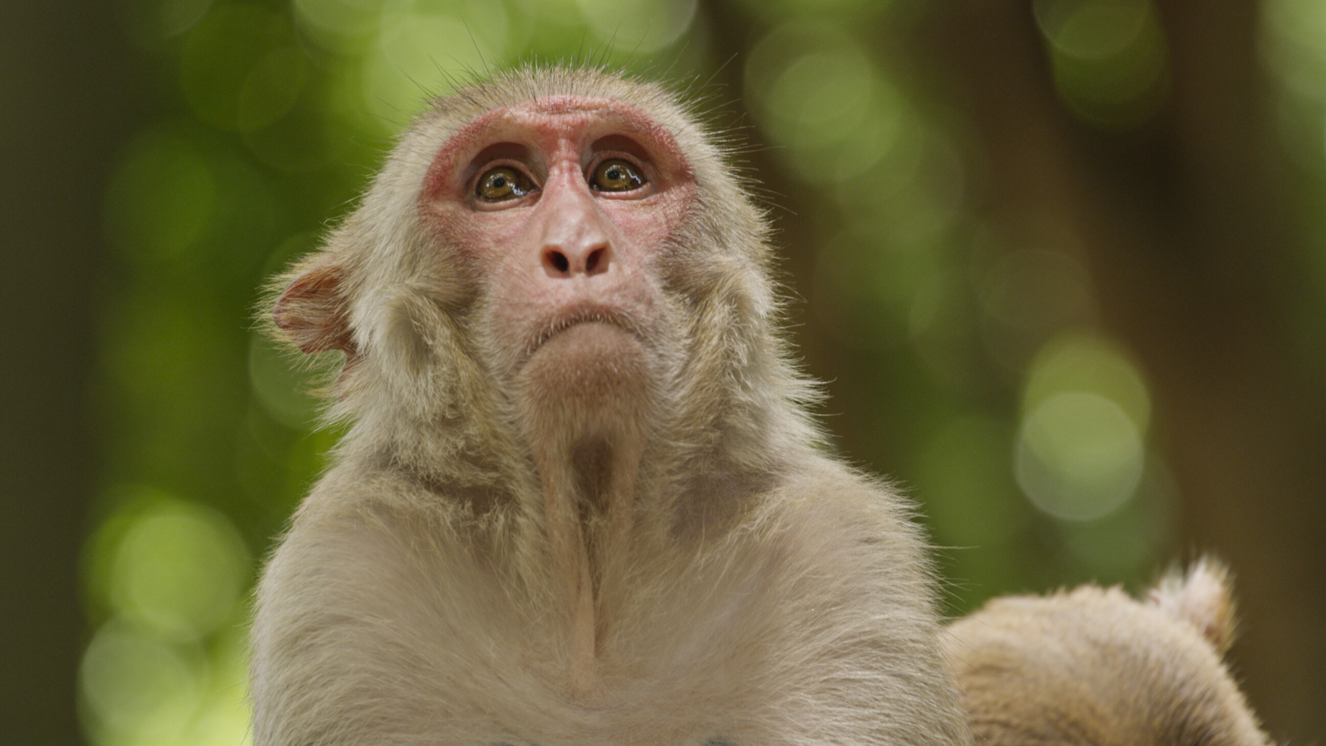 Research has shown that oxytocin increases how long one monkey looks at and pays attention to another monkey. (Photo: Lauren Brent)