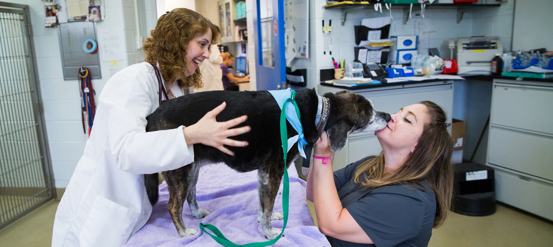 Cutting-edge science moves to the clinic to help ‘our furry friends’ fight cancer