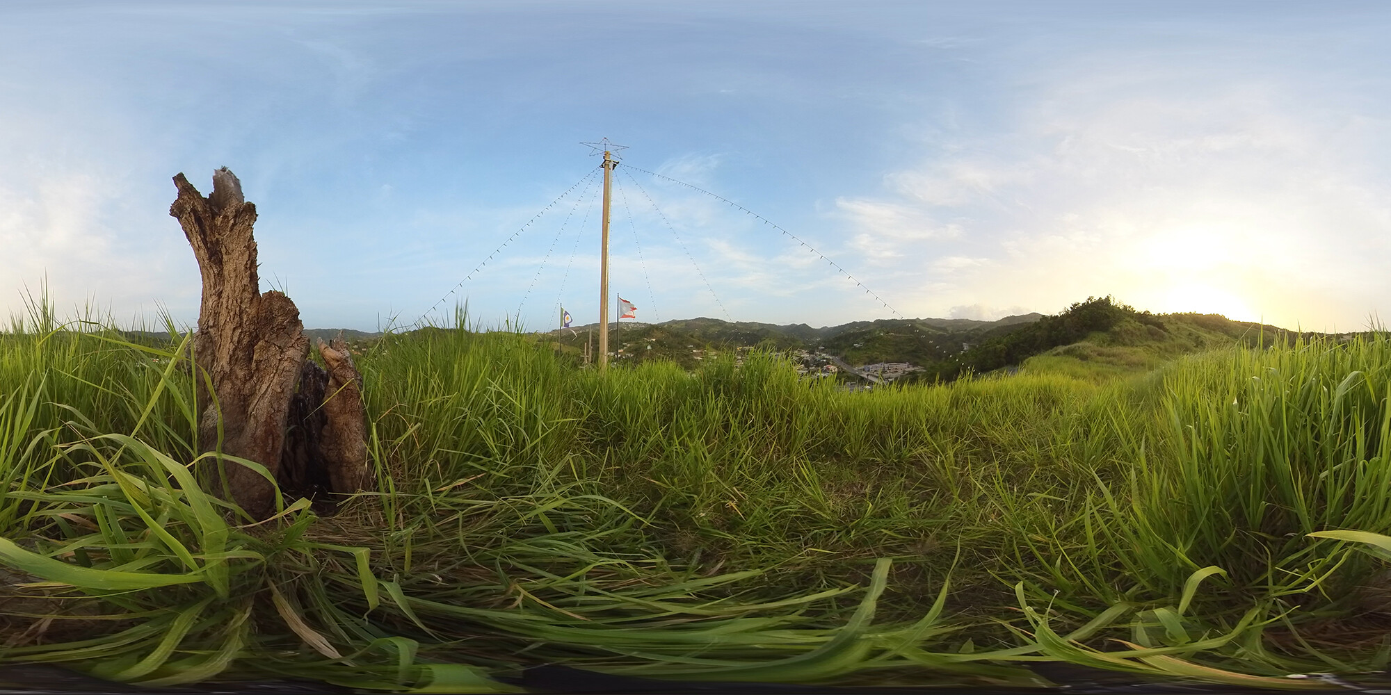 panorama of mango tree