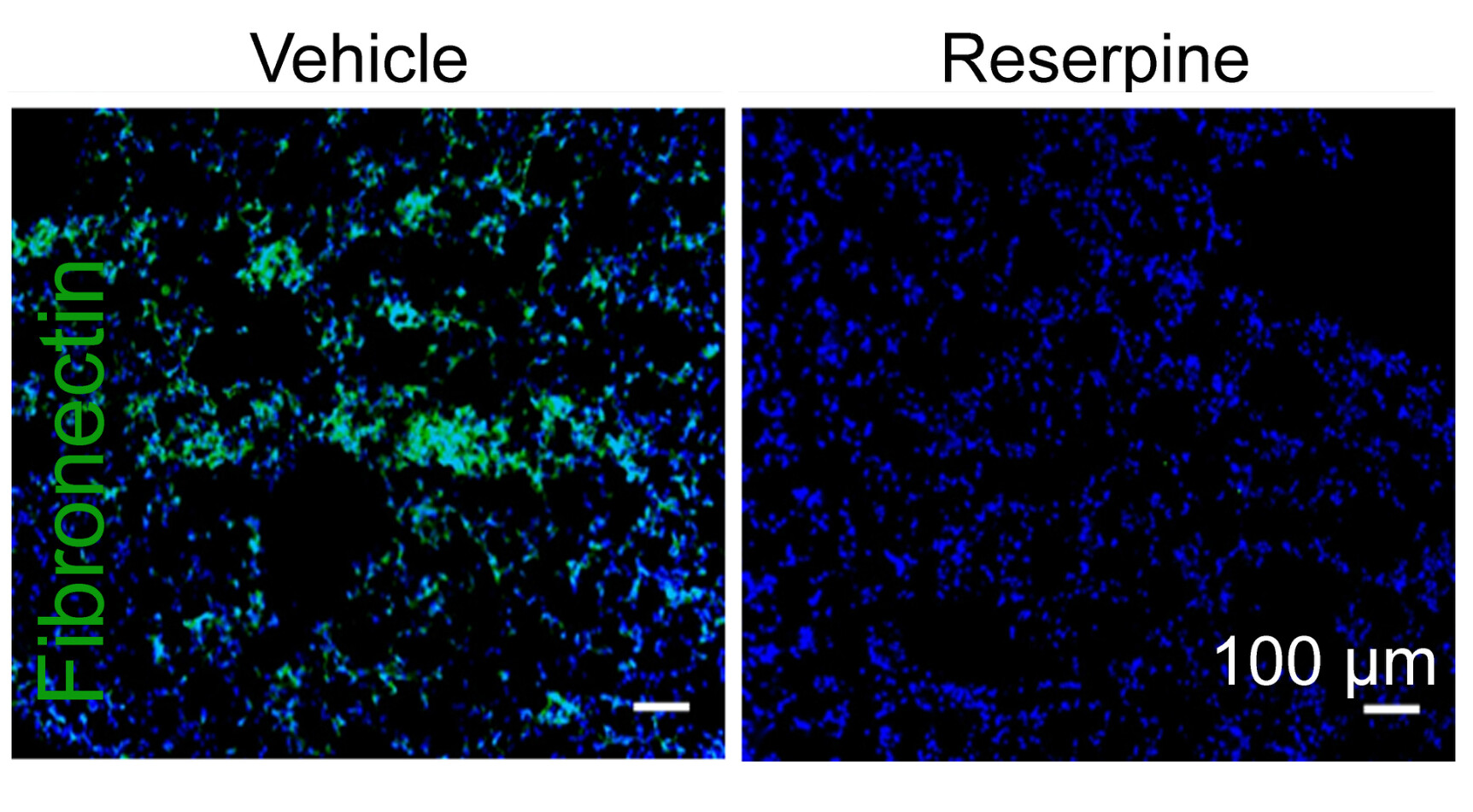 Two square panels, the left labeled "vehicle" and the right labeled "resperine." The vehicle panel has both blue and green dots and markings throughout, while the resperine panel has only blue markings.
