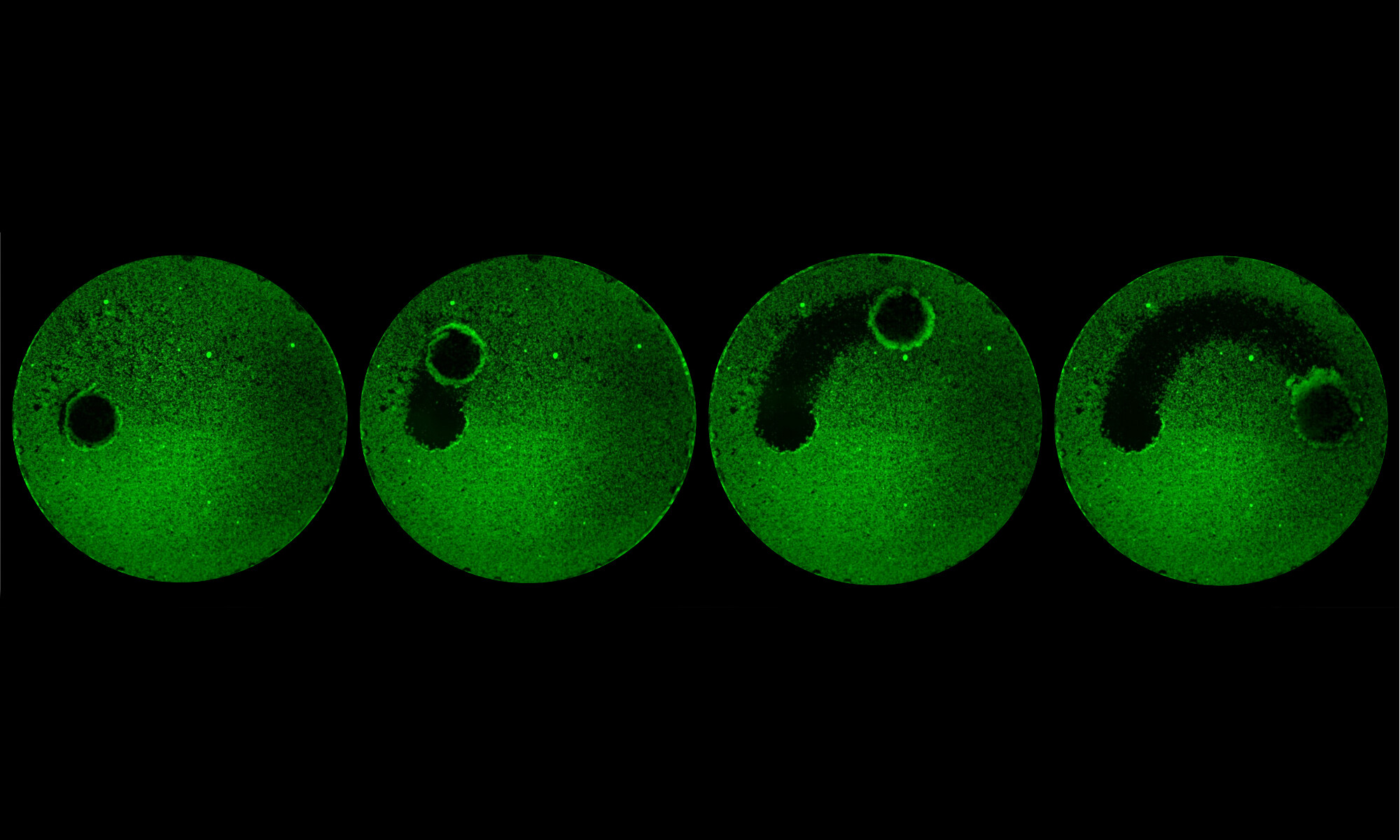 Time lapse photo of green circle shows a progressively larger cleared off area where a robot has removed a biofilm