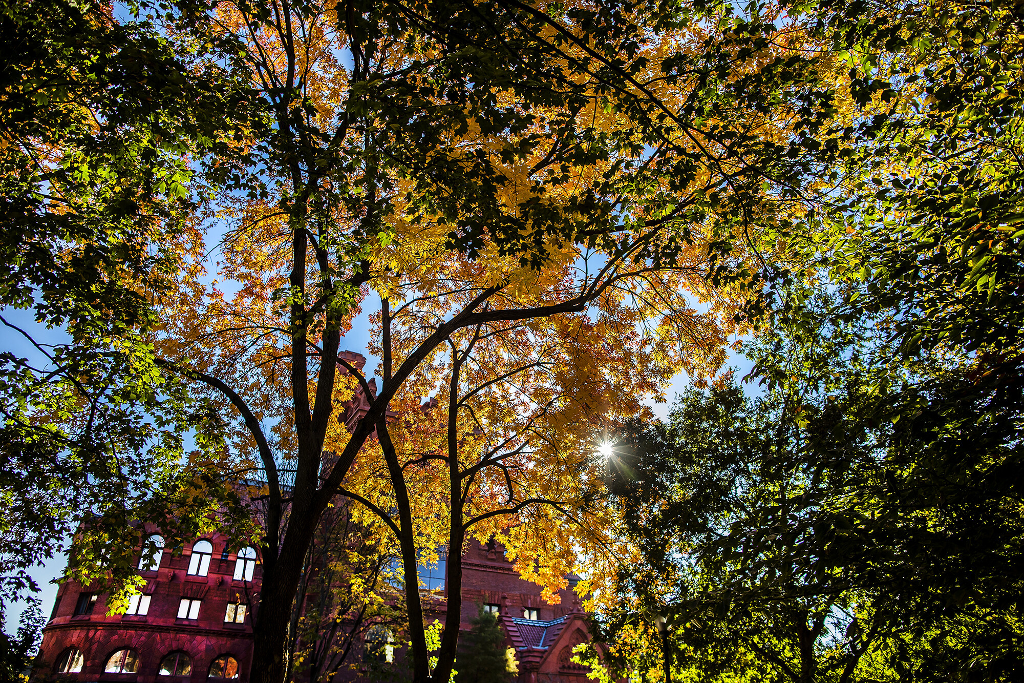 fisher fine arts library with sun shining through autumn leaves