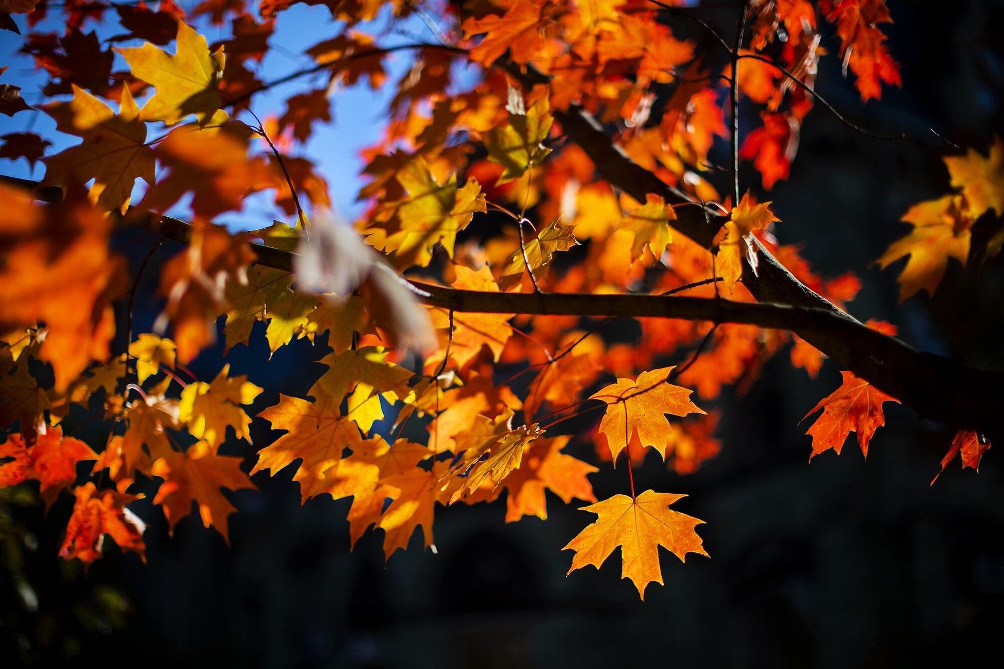 close up of red autumn leaves
