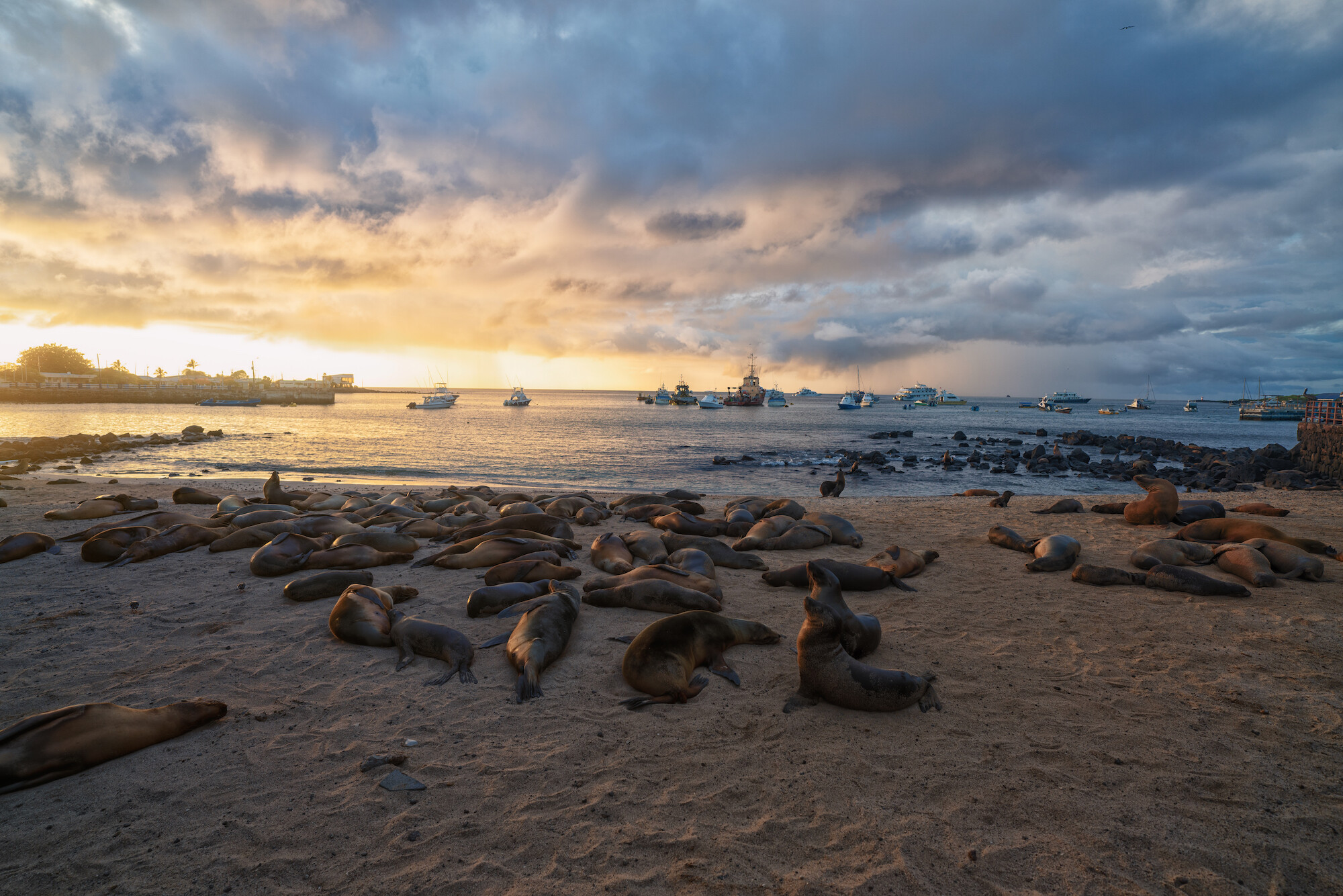 Dozens of seal lions bask on a beach