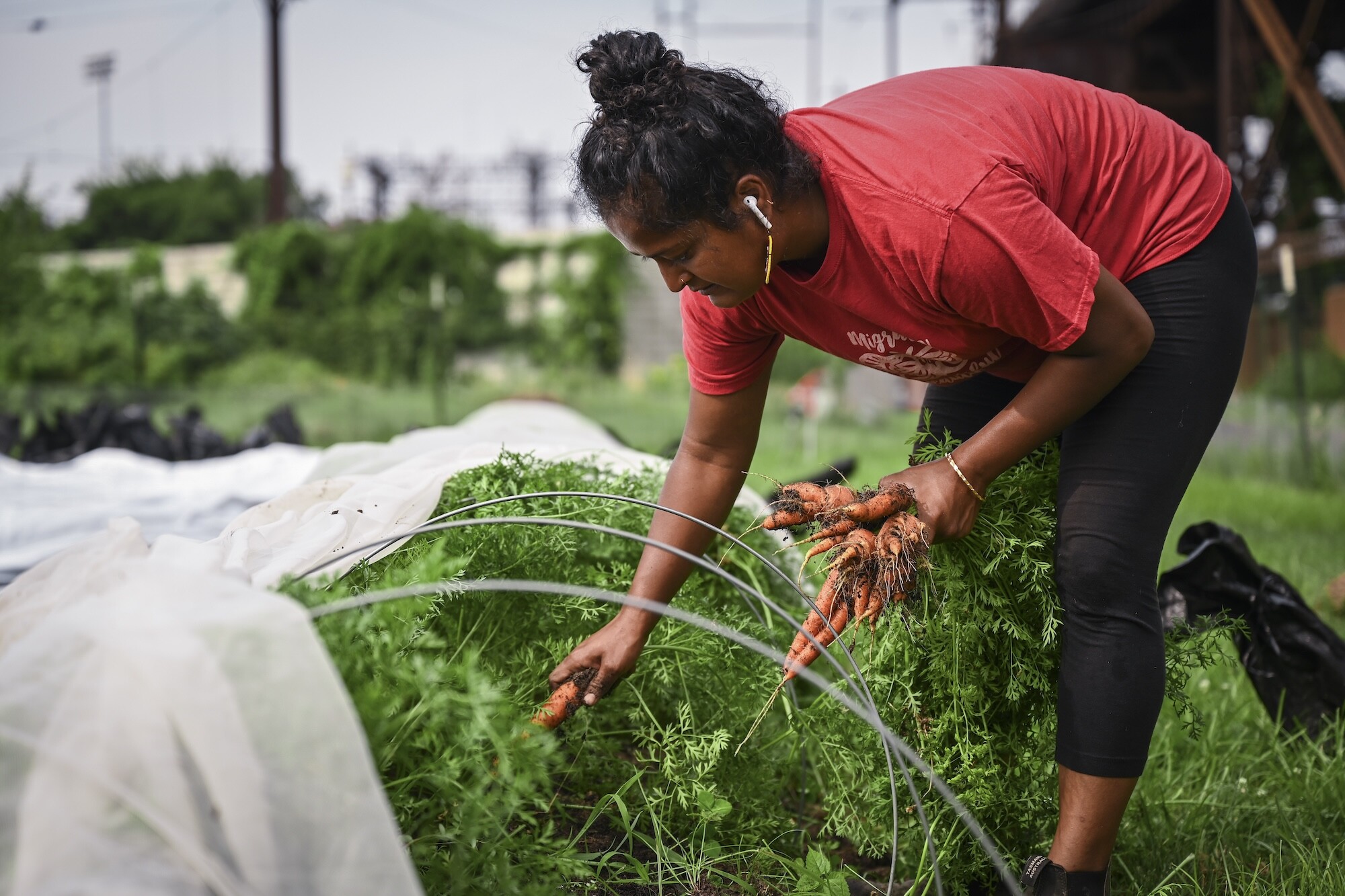 Lila Bhide harvests crops at Penn Farm.