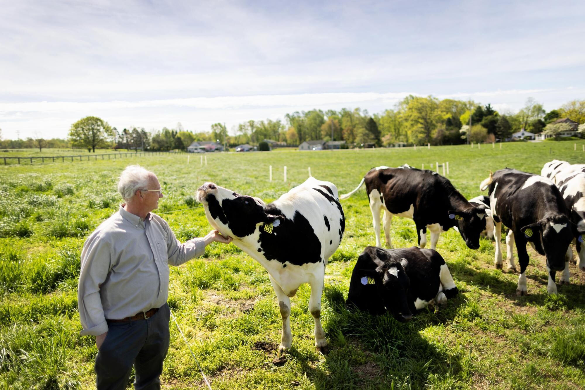 Tom Parsons scratching a satisfied cow’s neck in a field.