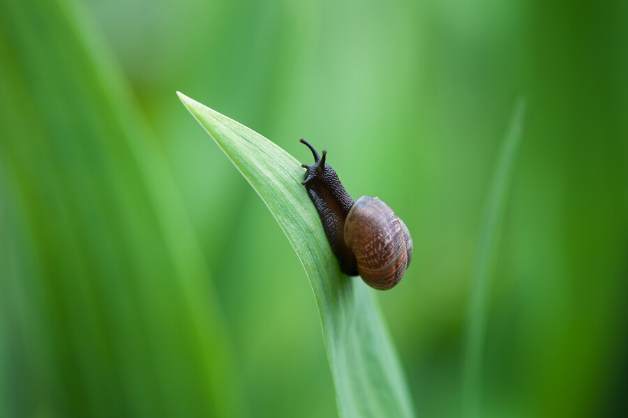 snail crawling up on single leaf