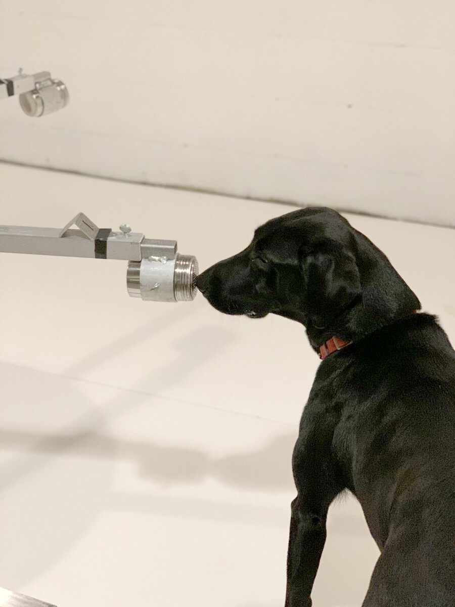 A black Labrador retriever puts its nose up to a metal port to sniff it