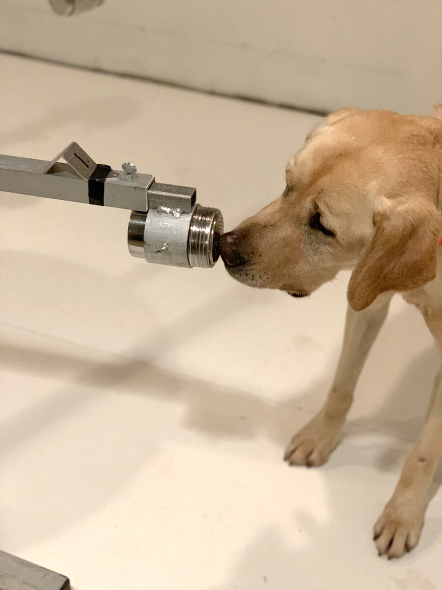 A yellow Labrador retriever puts its nose up to a metal port