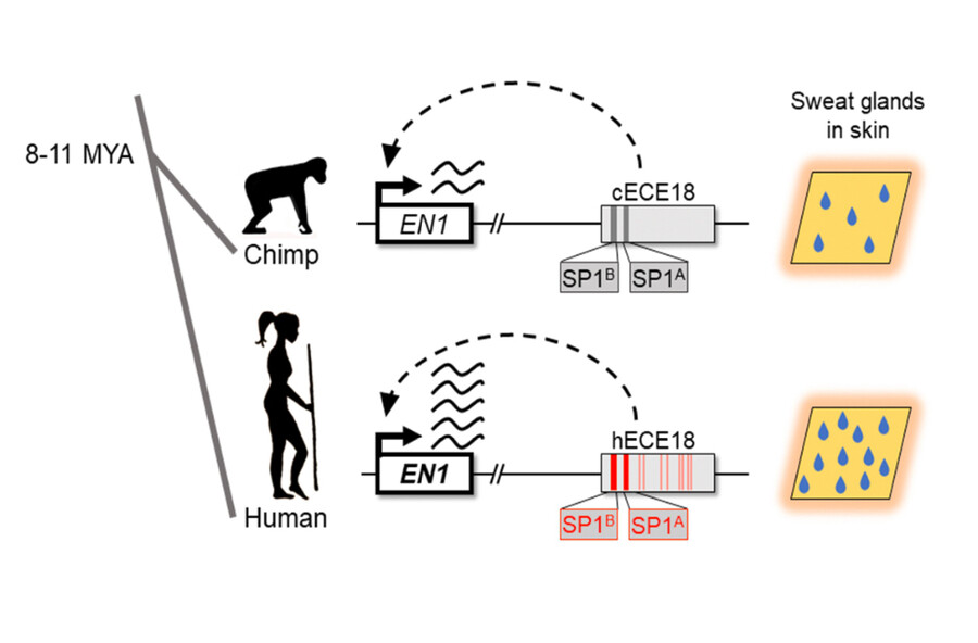 Chart showing a chimp and genetic data on top and a human with comparative genetic data below.