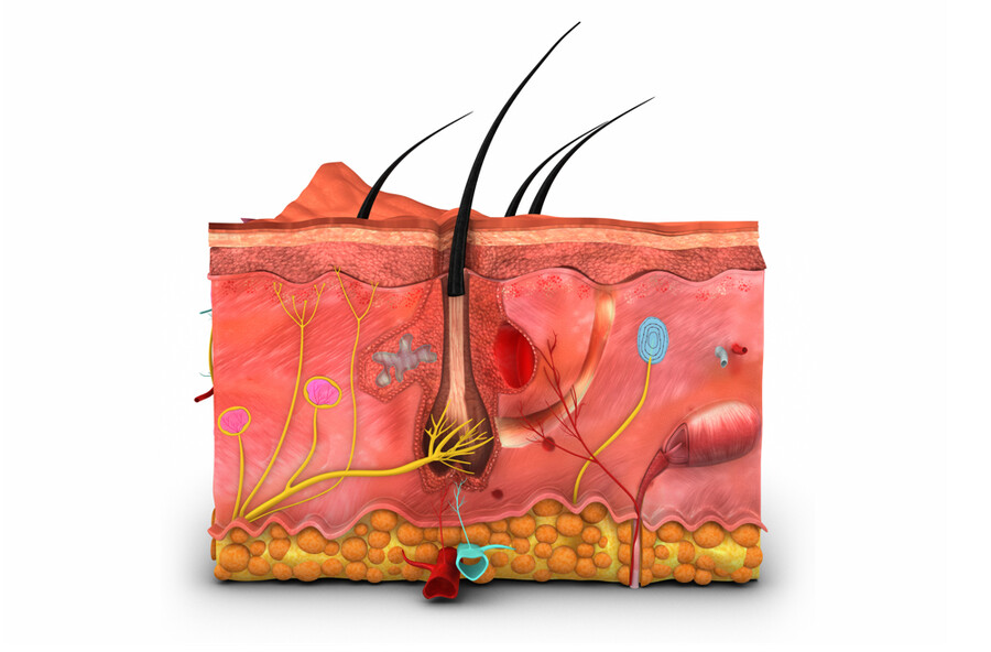 Cross section of a hair follicle surrounded by cells.